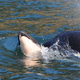 Tahlequah tending to her dead calf.